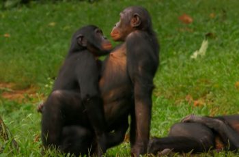 Bonobo Love video - Wild Wives of Africa