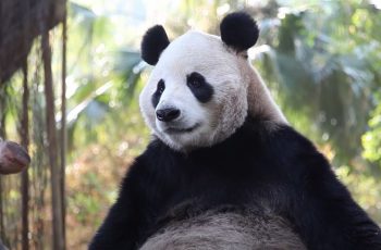 Giant Panda video