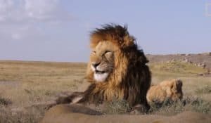 Lions- Wild animal Videos