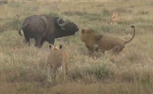 Lions vs Buffalo