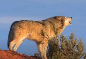 Wolf howling