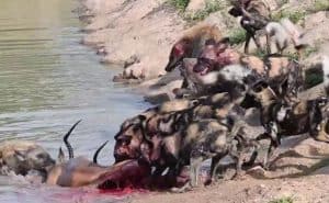 african wild dogs vs hyena