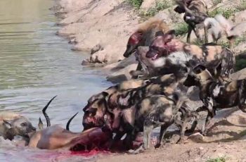african wild dogs vs hyena