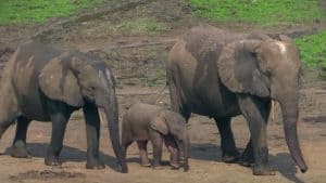 African Forest Elephant