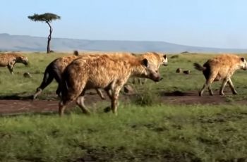 Hyenas Life
