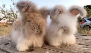 Adorable Rabbits Have Huge Ears