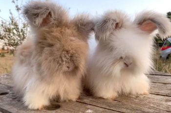 Adorable Rabbits Have Huge Ears