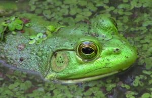 American Bullfrog