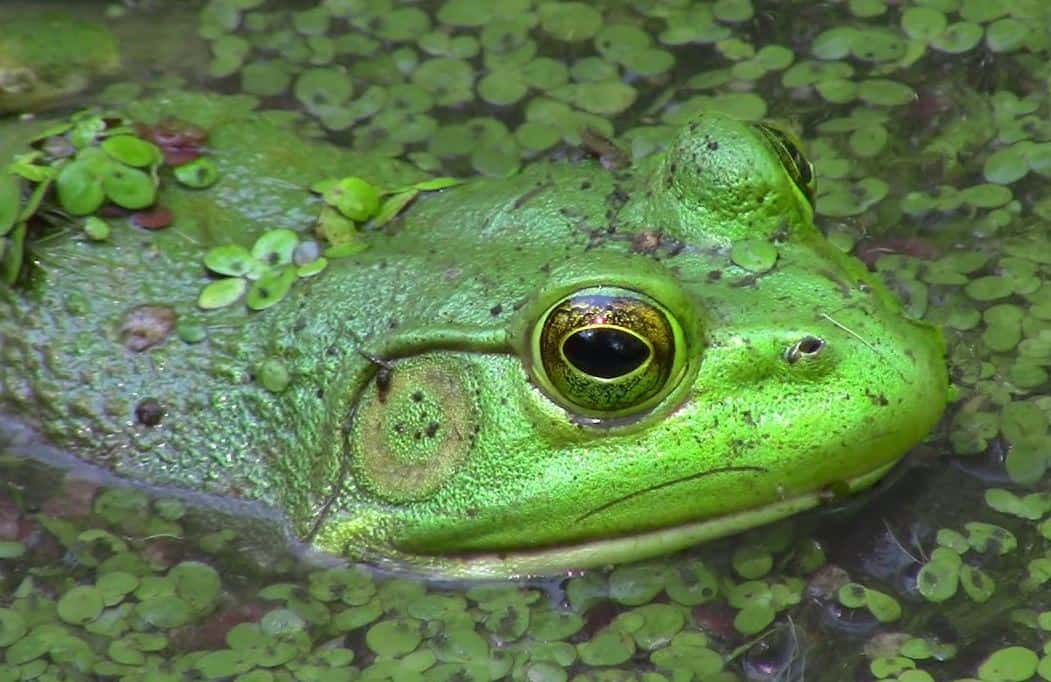 American Bullfrog - Reptile Video - Wildanimaltv