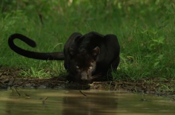 Black Panther in the Wild