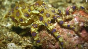 Blue ringed Octopus - Sea animals
