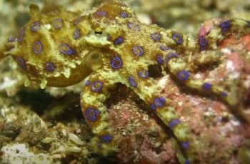Blue ringed Octopus - Sea animals