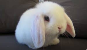 Cute Bunny