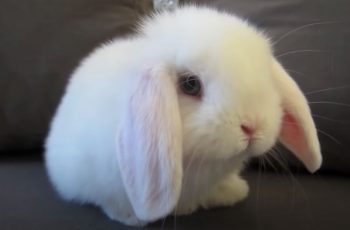 Cute Bunny