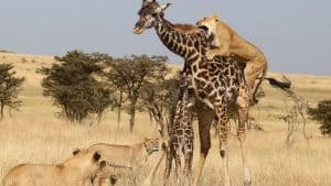 GIRAFFE VS LION