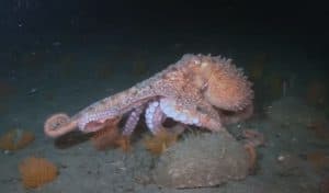 Giant Pacific Octopus