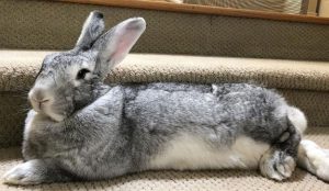 Giant flemish rabbit