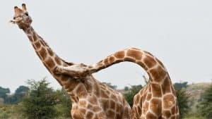 Giraffes Fighting in the Wild