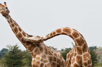 Giraffes Fighting in the Wild