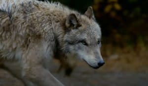 Grey Wolves in Life