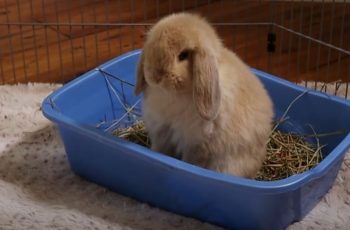 Holland Lop Bunny Rabbit