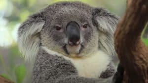Koala Animal