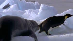 Leopard Seal