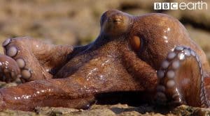 Octopus Life Video