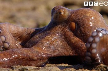 Octopus Life Video