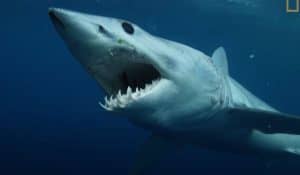 Shark - Ocean killer