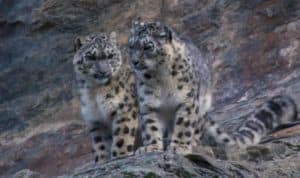 Snow Leopard Hunting