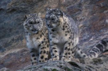 Snow Leopard Hunting