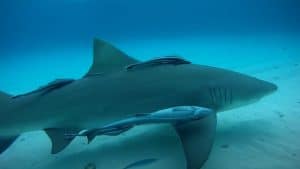 TOP 10 FACTS ABOUT SHARKS