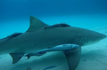 TOP 10 FACTS ABOUT SHARKS