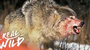 The War Of The Wolf Packs - Wolves life video