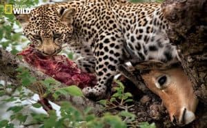 Wild African Leopard Hunting