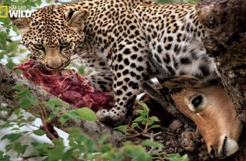 Wild African Leopard Hunting