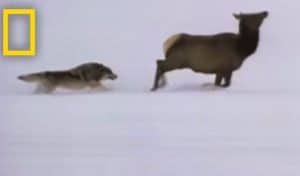 Wolf Hunting Tactics