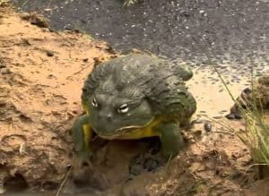 bullfrog