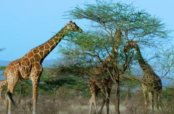 giraffe in wild