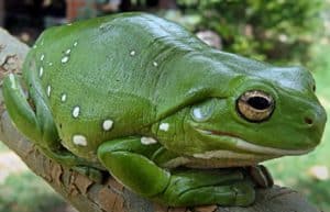 Australian Green Tree Frog