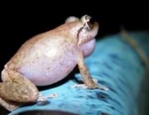 Coqui Frog