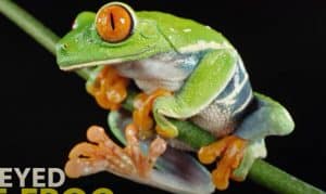 Red eyed Tree Frog