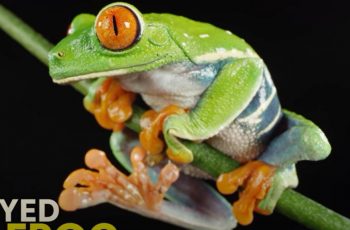 Red eyed Tree Frog