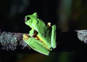 Tree Frogs