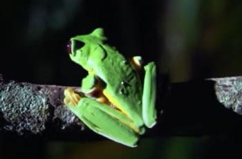 Tree Frogs