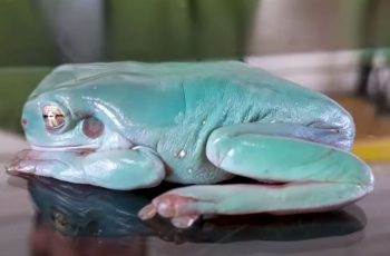 White's Tree Frog - The Best Pet Amphibian