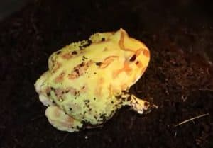 pacman frog