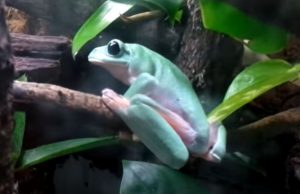 Black eyed Tree Frog