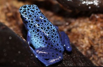 Blue Poison Dart Frog